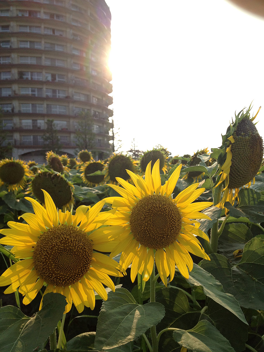 http://www.810810.co.jp/blog_run7/Sunflower.JPG