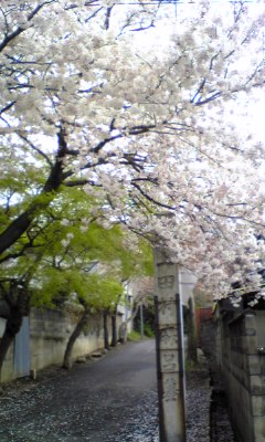 sakura%20%20tamura.jpg